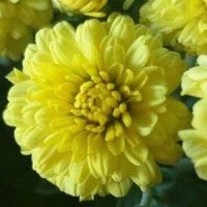 July Trúc profile icon