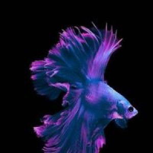 Pelangi profile icon