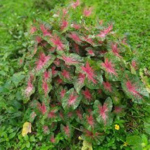 Cik rieya profile icon