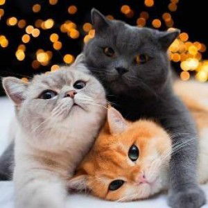 Tiniey Nazry profile icon