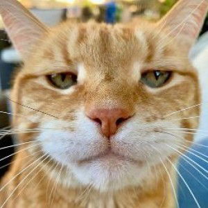 Rumaysaa profile icon