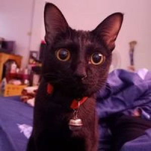 Bow Kanyavee profile icon