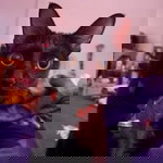 Bow Kanyavee profile icon