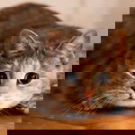 Mar'atul Kamilah profile icon