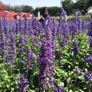 SRRT T. profile icon