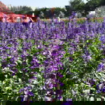 SRRT T. profile icon