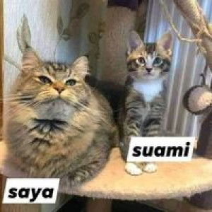 Fitri Naura profile icon