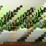 Jasmine Abraham profile icon