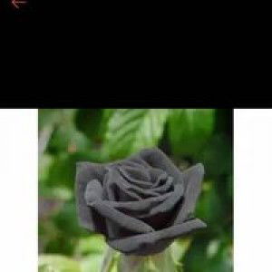 Naila NurHadi profile icon