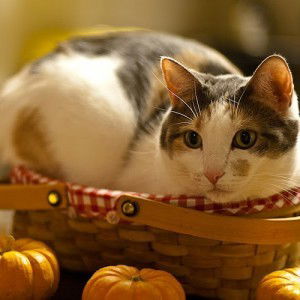 Rachma Lailiyah profile icon