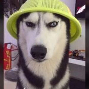 Phản Diện profile icon