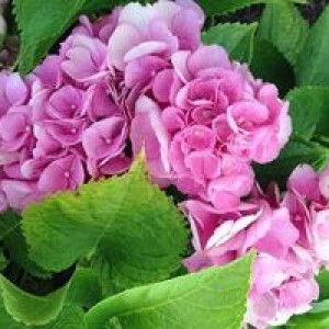 Thuy Dung profile icon