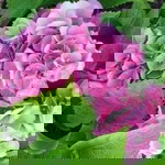 Thuy Dung profile icon