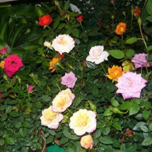 hisma nazri profile icon