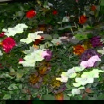 hisma nazri profile icon