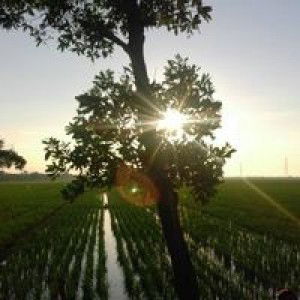 Syakira Nhabiel profile icon