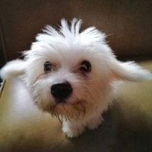 Otreupled Asiul profile icon