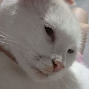 Pah Duka profile icon