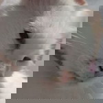 Pah Duka profile icon