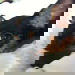 Thaksina Vava profile icon