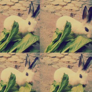 Nur Amalia profile icon