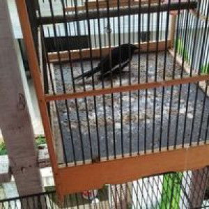 Jon Siregar profile icon