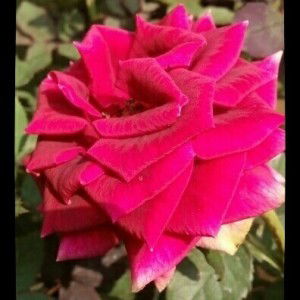 Defi Riyanti profile icon