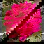 Defi Riyanti profile icon