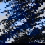 Tyra Shuhaimi profile icon