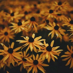 nursumayyah zahra profile icon