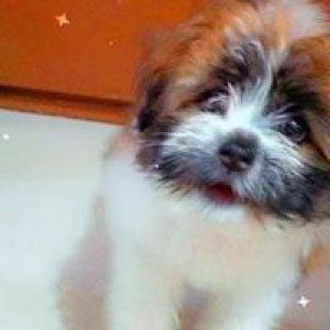 Maria Larin profile icon