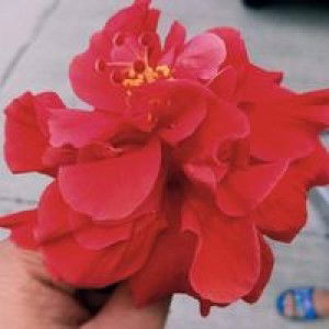 Hanii Alforte profile icon