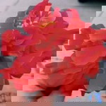 Hanii Alforte profile icon