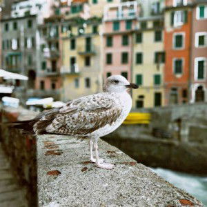 heni septiani profile icon