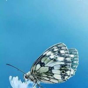 rose Ann rejano BACHO profile icon