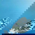 rose Ann rejano BACHO profile icon