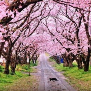 Aisyah Istiqamah Assadah profile icon