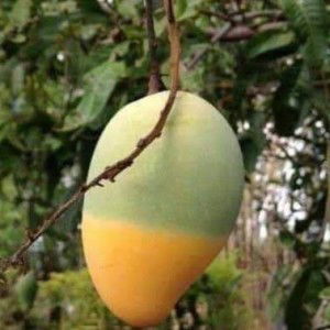 eriza beth profile icon