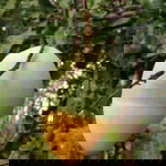 eriza beth profile icon