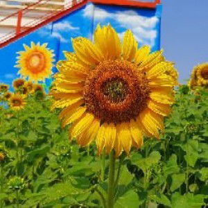 Paweena Phonin profile icon