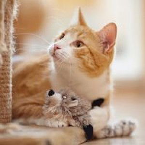 Inur Ainercy profile icon