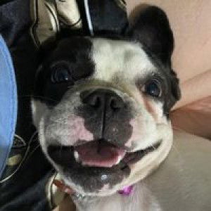 Chanchaya Worasathid profile icon