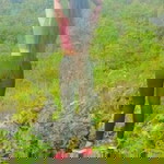 Honey Mae Alferez profile icon