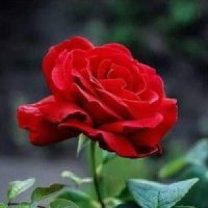 Athaliya profile icon