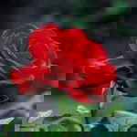 Athaliya profile icon