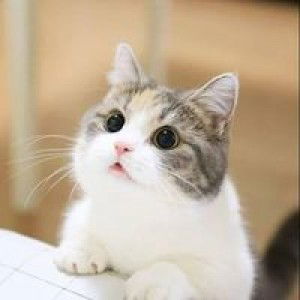 Raksina Wongkumjun profile icon