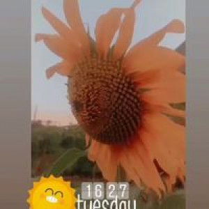 Asni Wirawati Arsyad profile icon