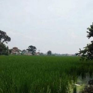 Sabda Alam profile icon