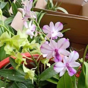 Ngô Tuyền profile icon