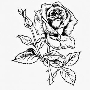 Amaliah profile icon